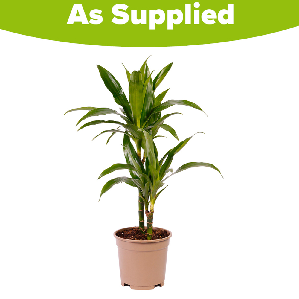YouGarden Dracaena Deremensis Janet Craig Dragon 2 Stem Plant Pot 17cm Image 2