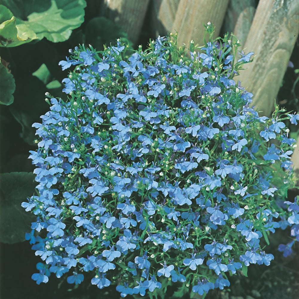 Johnsons Lobelia Cambridge Blue Flower Seeds Image 1