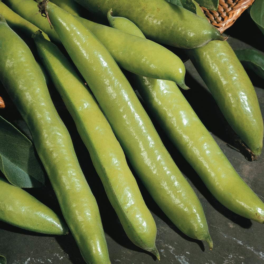 Thompson and Morgan Broad Bean Aquadulce Claudia Seeds Image 1