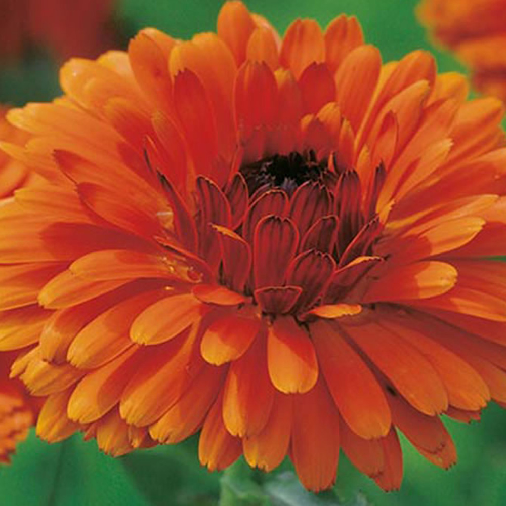 Wilko Calendula Indian Prince Seeds Image 2