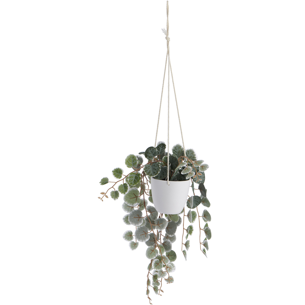 Wilko Hanging Trailing Plant in Pot Wilko