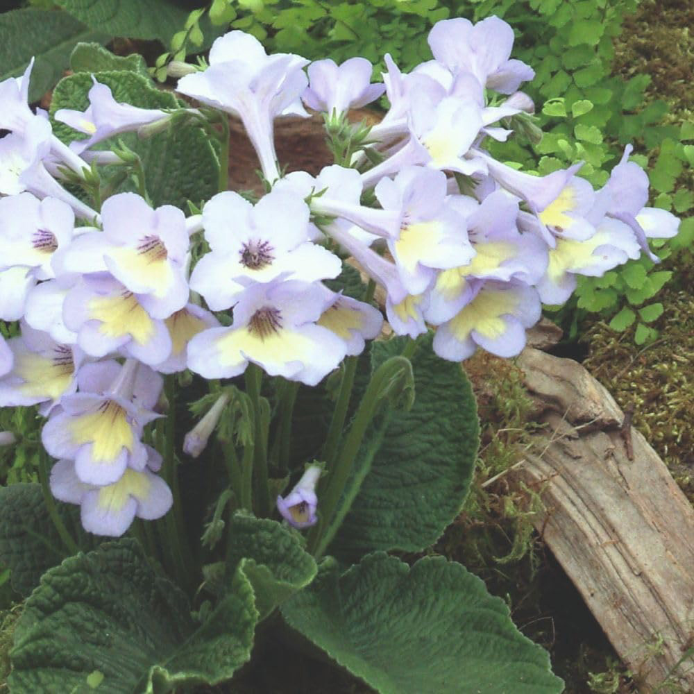 Thompson and Morgan Streptocarpus Charlotte Jumbo Plug 3 Pack Image 2