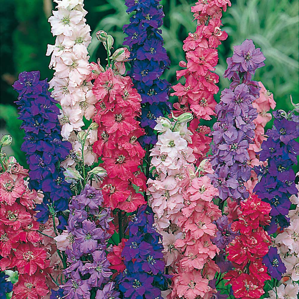 Wilko Larkspur Giant Imperial Mixed Seeds Image 1