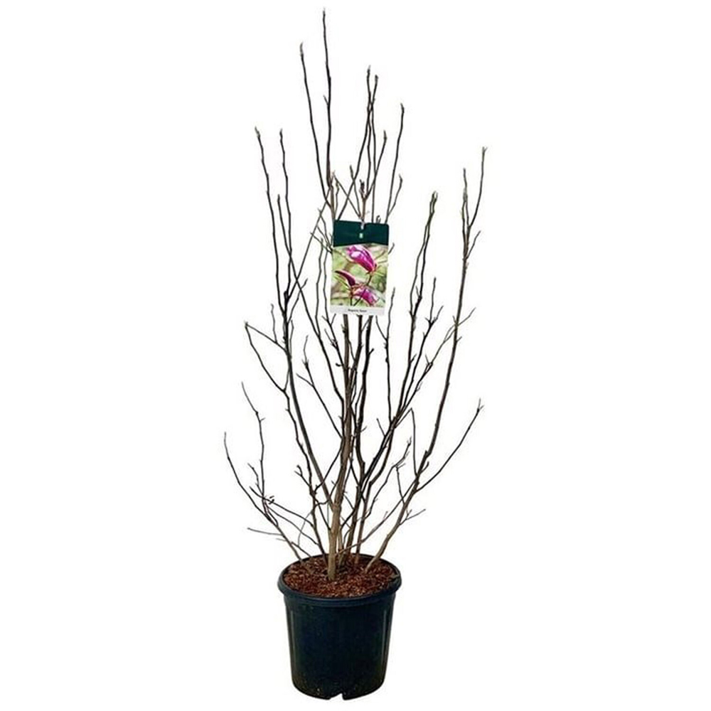 Magnolia Mix Flowering Plant Image 1