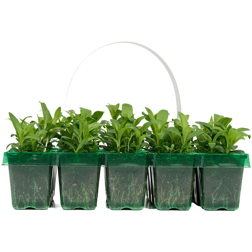 Pack of 20 Spring Bedding Plants Image 5