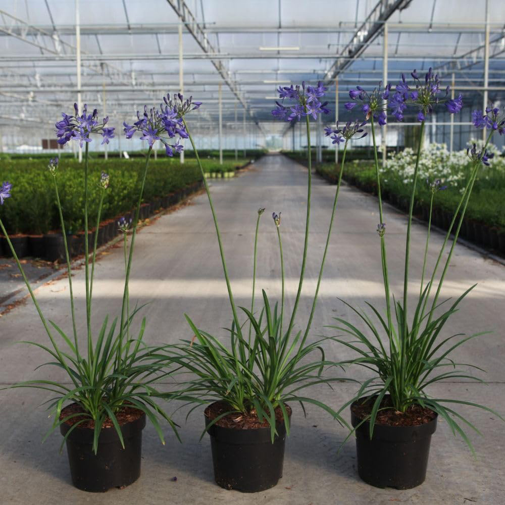 Thompson & Morgan Agapanthus Umbellatus Winter Storm Plant Pot 3L Image 1