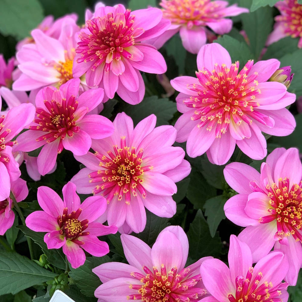 Thompson and Morgan Dahlia Gardenetta Starburst Pink Postiplugs 10 Pack Image 2