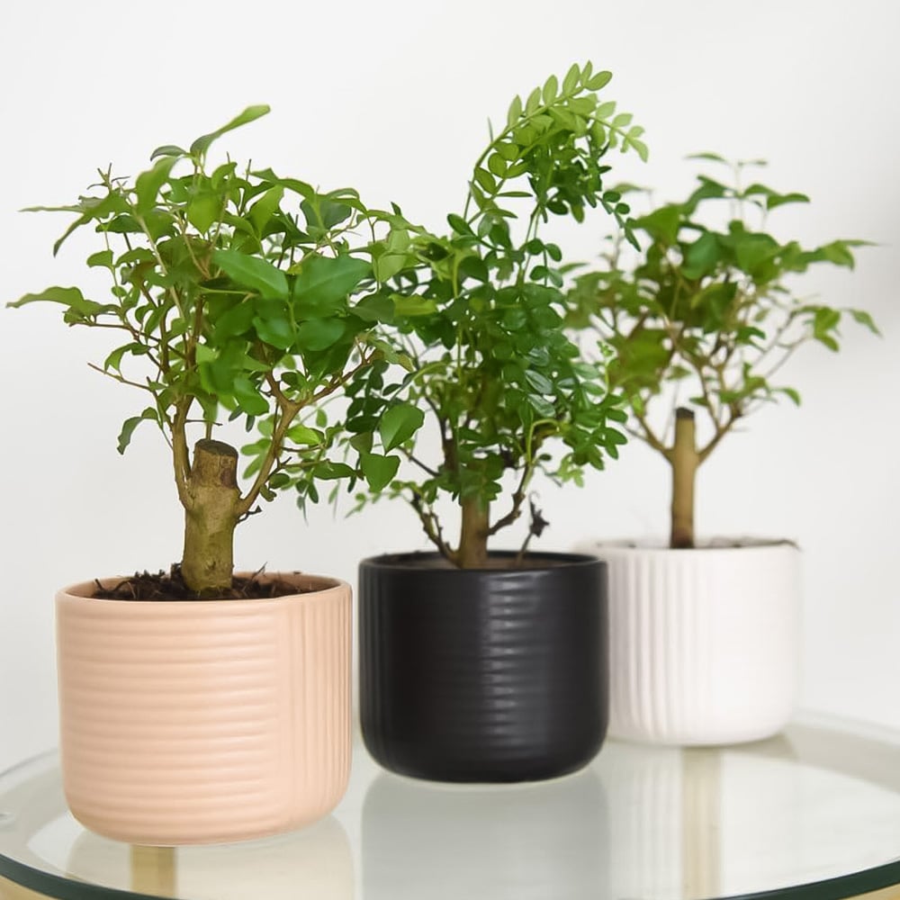 Thompson and Morgan Bonsai Mix in Round Ceramic Potted Plant 11cm 3 Pack Image 1