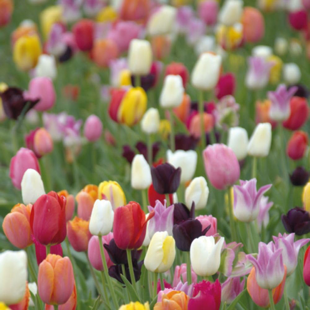 Thompson and Morgan Tulip Miniature Everlasting Mix Planting Bulb 8 Pack Image 2