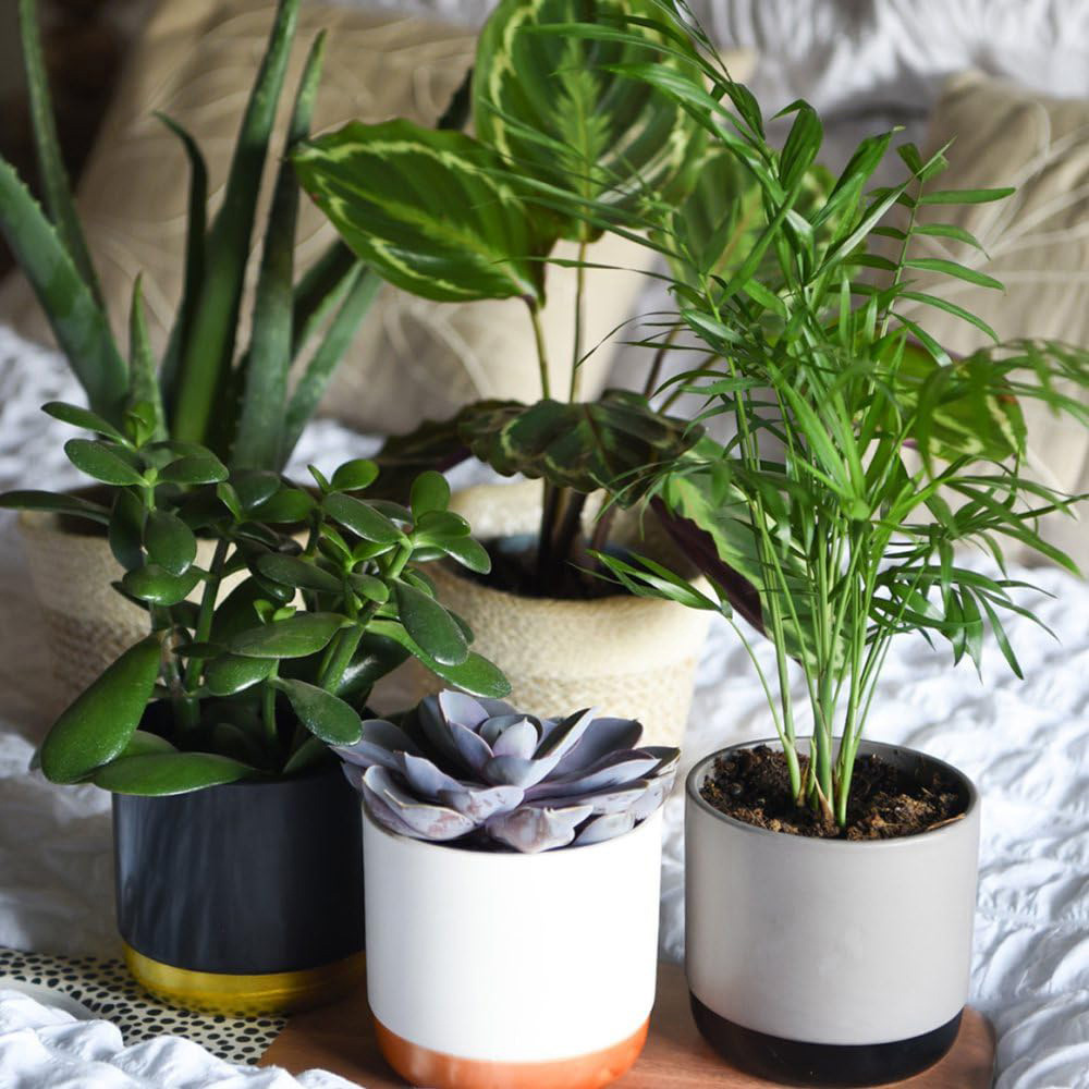 Thompson and Morgan Bedroom Bundle Collection Potted Plant 12cm 5 Pack Image 7