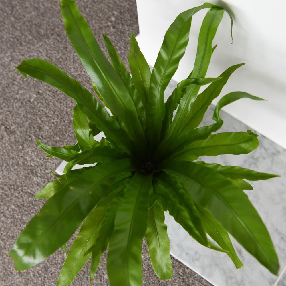 Thompson and Morgan Asplenium Antiquum Plant Pot 12cm 2 Pack Image 4
