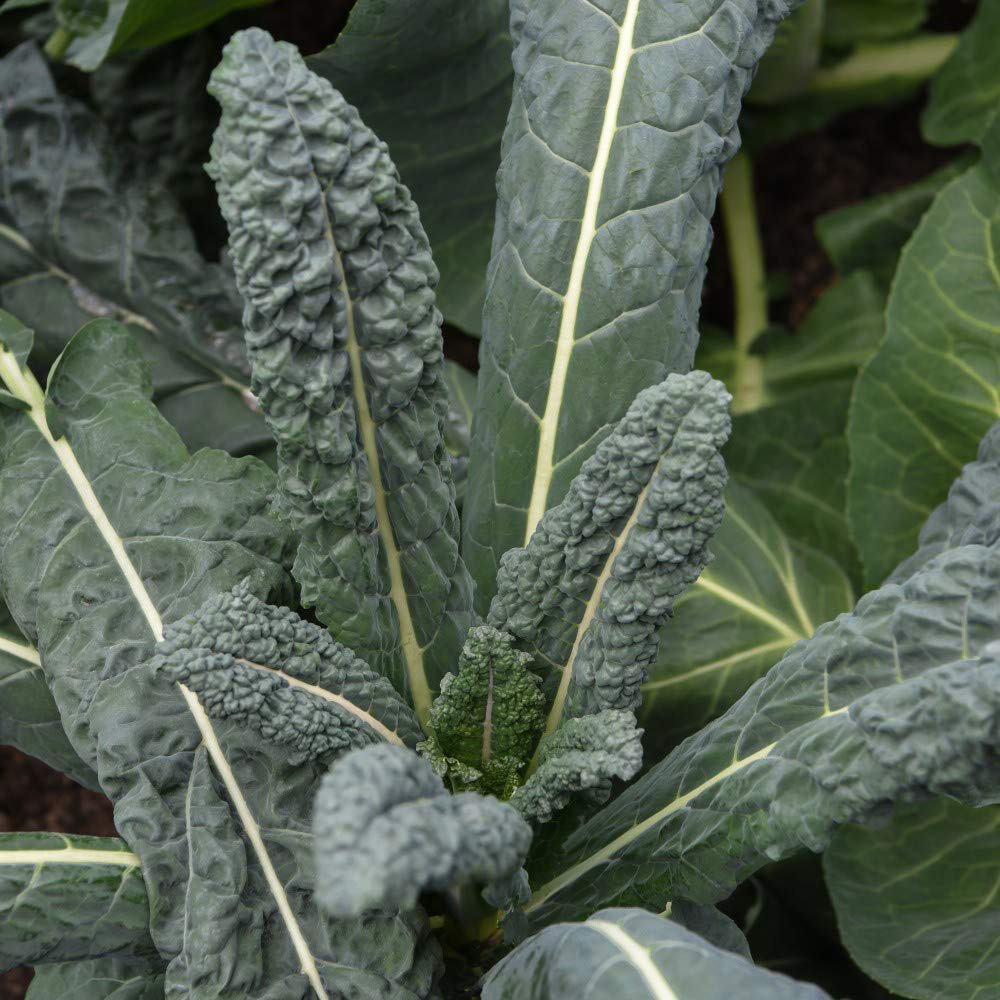 Thompson & Morgan Kale Nero Di Toscana Seeds Image 2