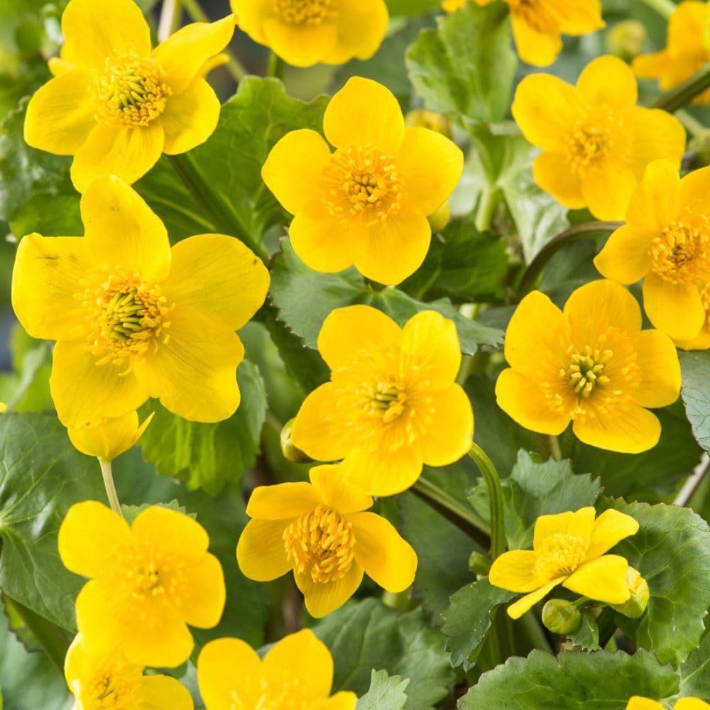 Thompson and Morgan Caltha Palustris Plant Pot 9cm Image 1