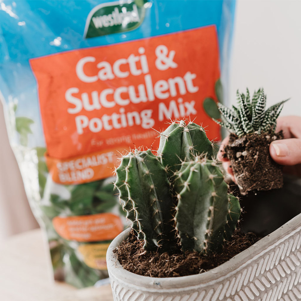 Westland Cacti & Succulent Potting Mix 4L Wilko