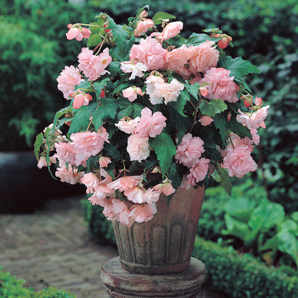Wilko Begonia Cascade Pink 5-6cm Spring Planting Bulbs 3 Pack Image 1