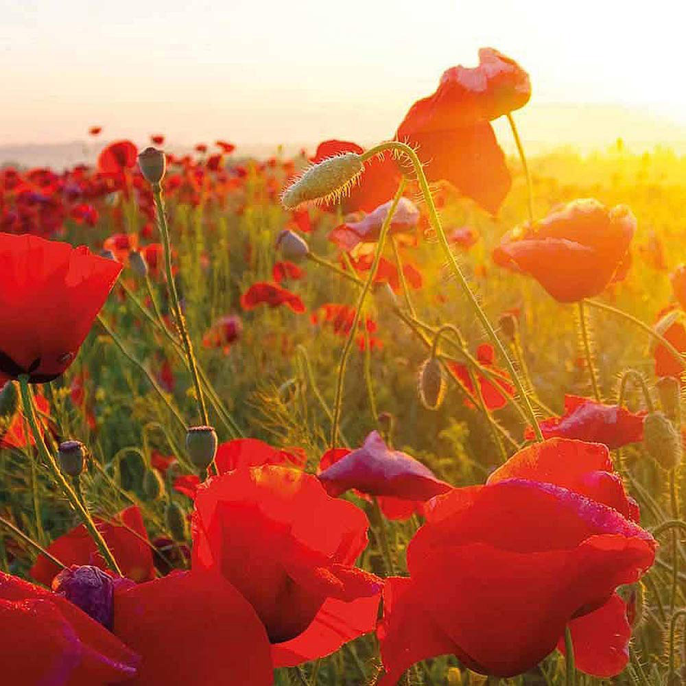Thompson & Morgan Wildflower Corn Poppy Flanders Seed Packet Image 2