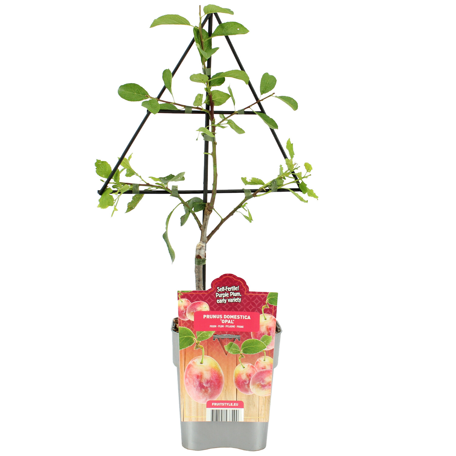 Plum Tree Image