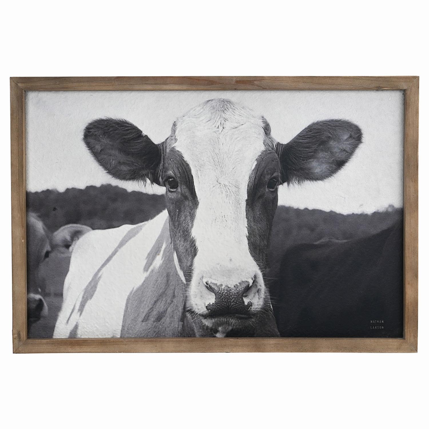 Friesian Cow Textured Framed Print - Black and White Image 1