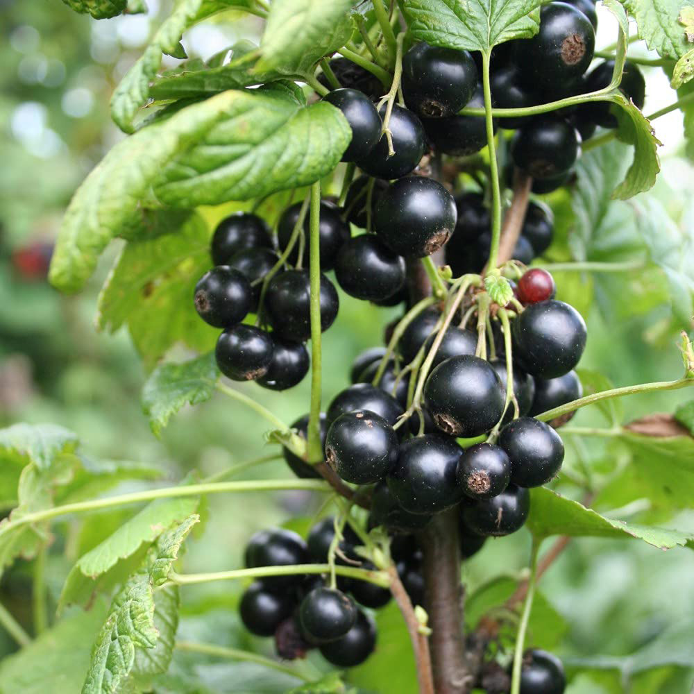 Thompson and Morgan Blackcurrant Giant Summer Pearls Potted Plant 9cm 3 Pack Image 1