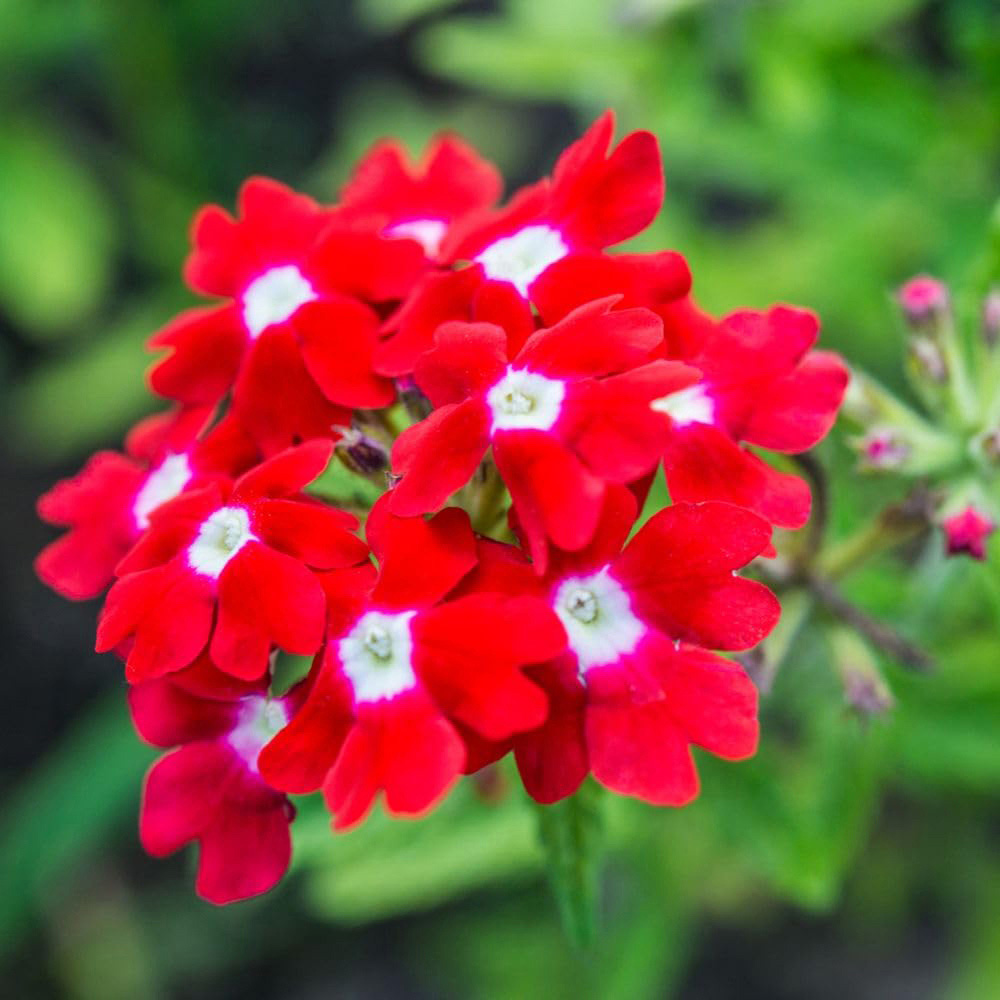 Thompson and Morgan Verbena St. George Flower Seed Packet Image