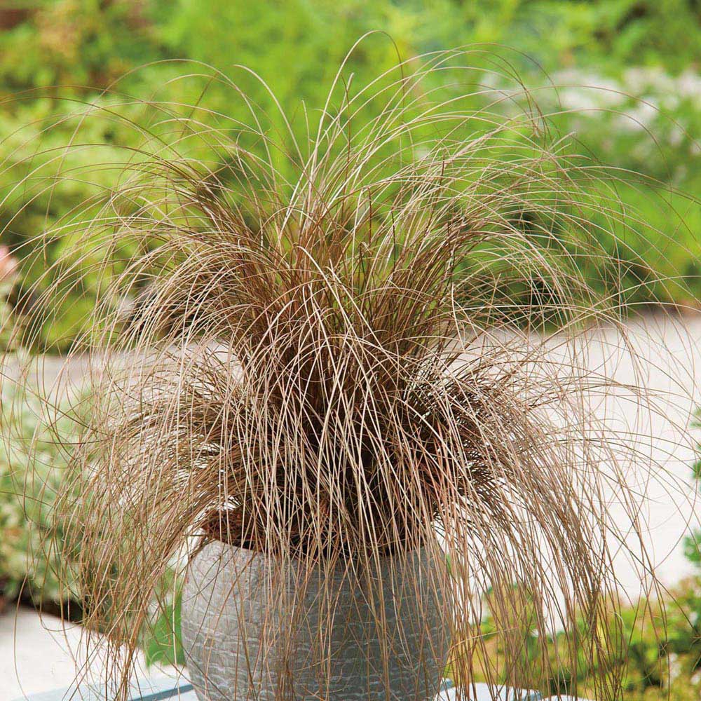 Johnsons Grass Carex Comans Bronze Seed Image 1