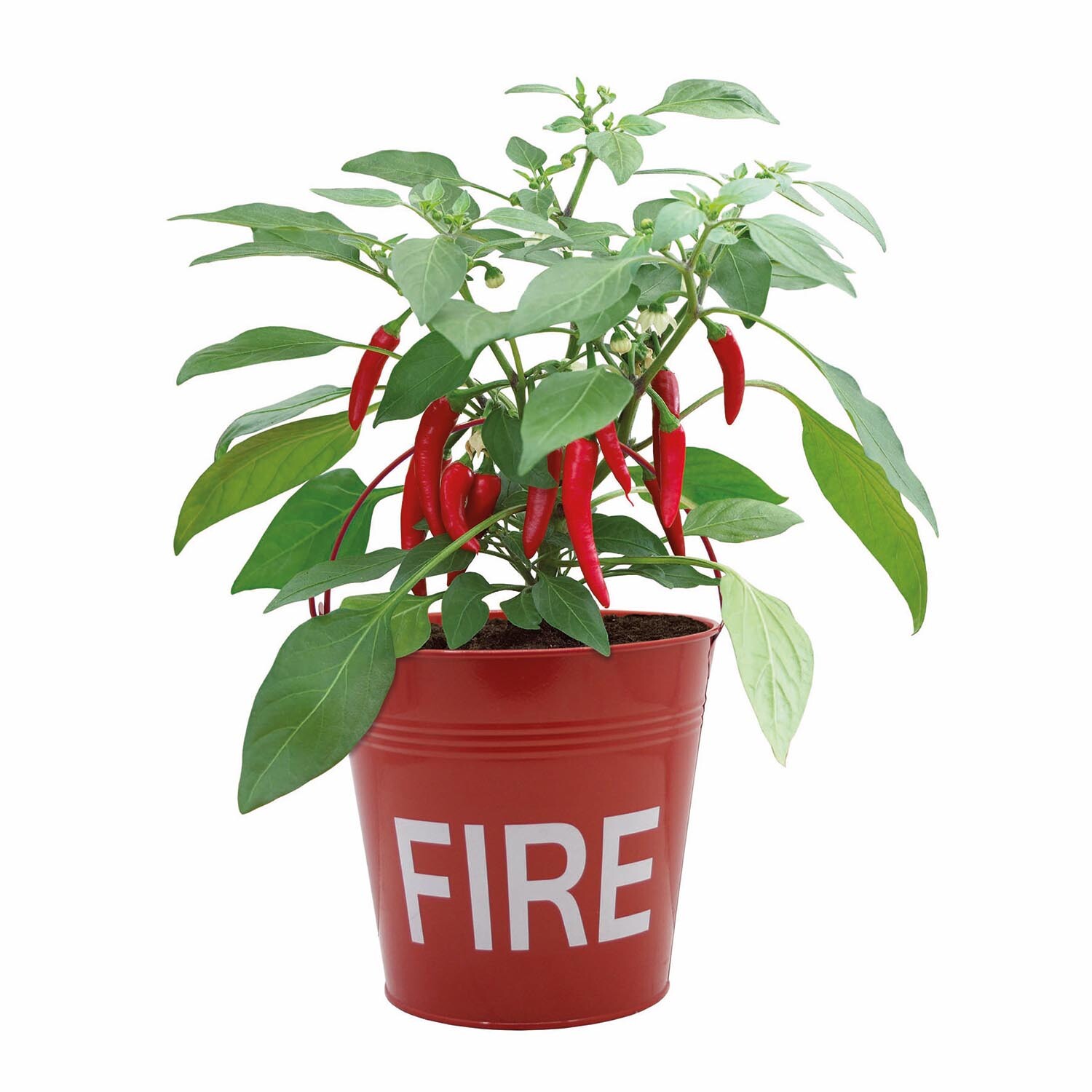 Chilli Fire Bucket Grow Set Image 2