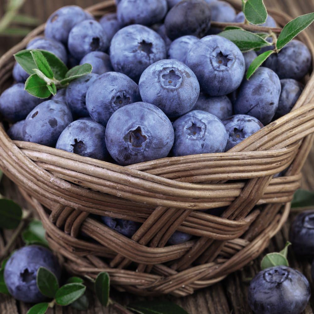 Thompson and Morgan Blueberry Bluecrop Plant Pot 9cm 6 Pack Image 3