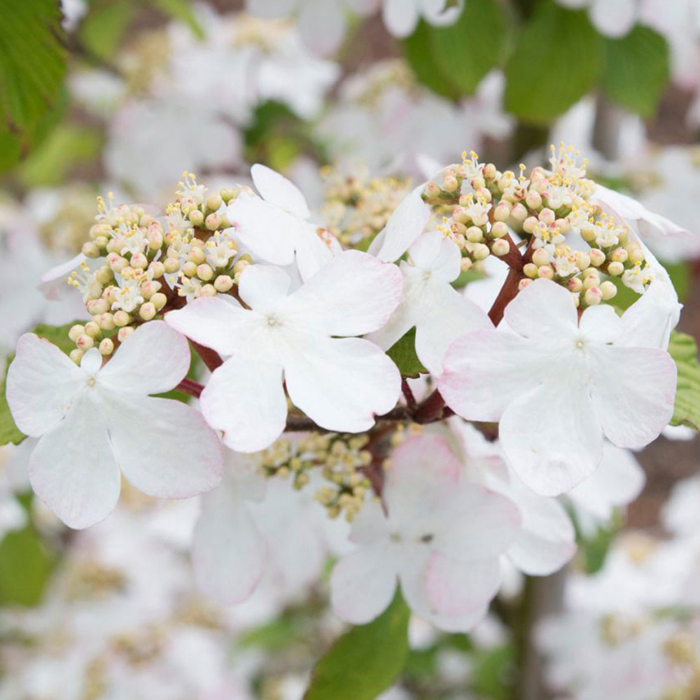 Thompson and Morgan Viburnum Kilimanjaro Sunrise Plant Pot 3L 2 Pack Image 1