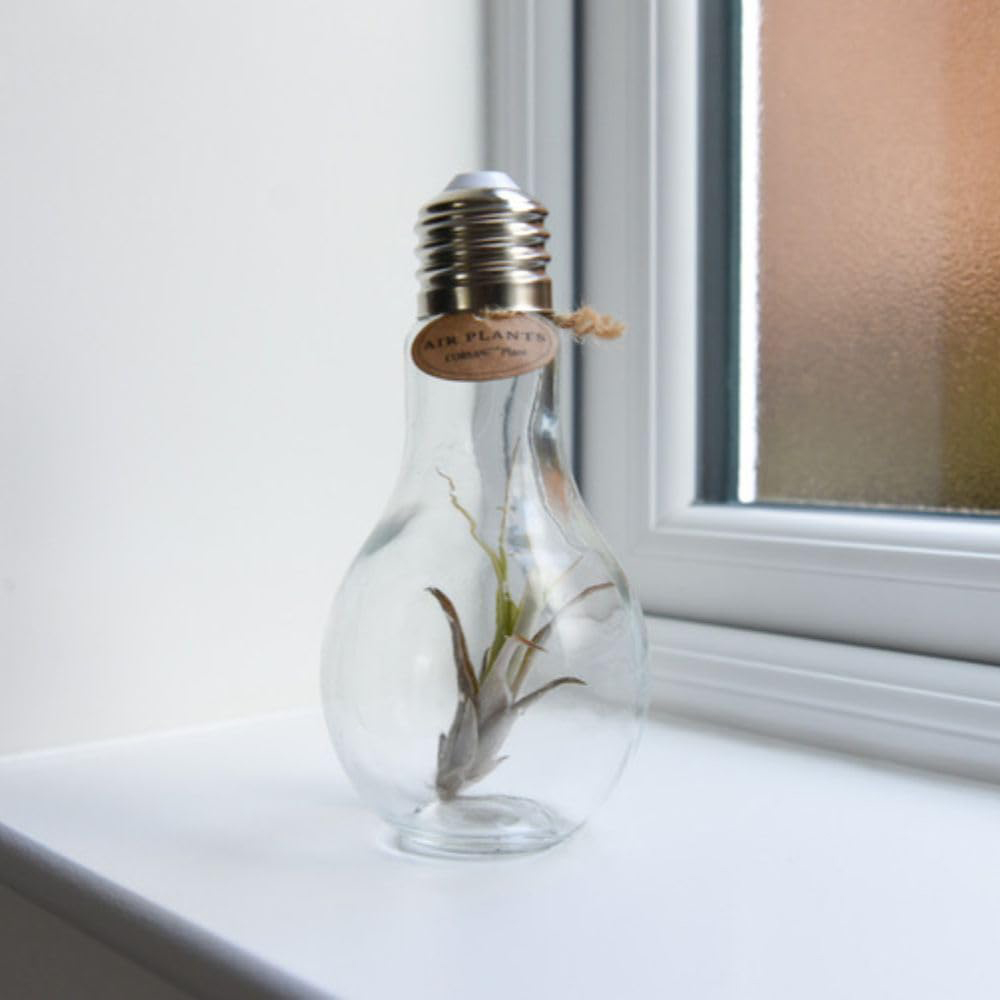 Thompson and Morgan Tillandsia Air Plant in Glass Bulb with Rope Image 4