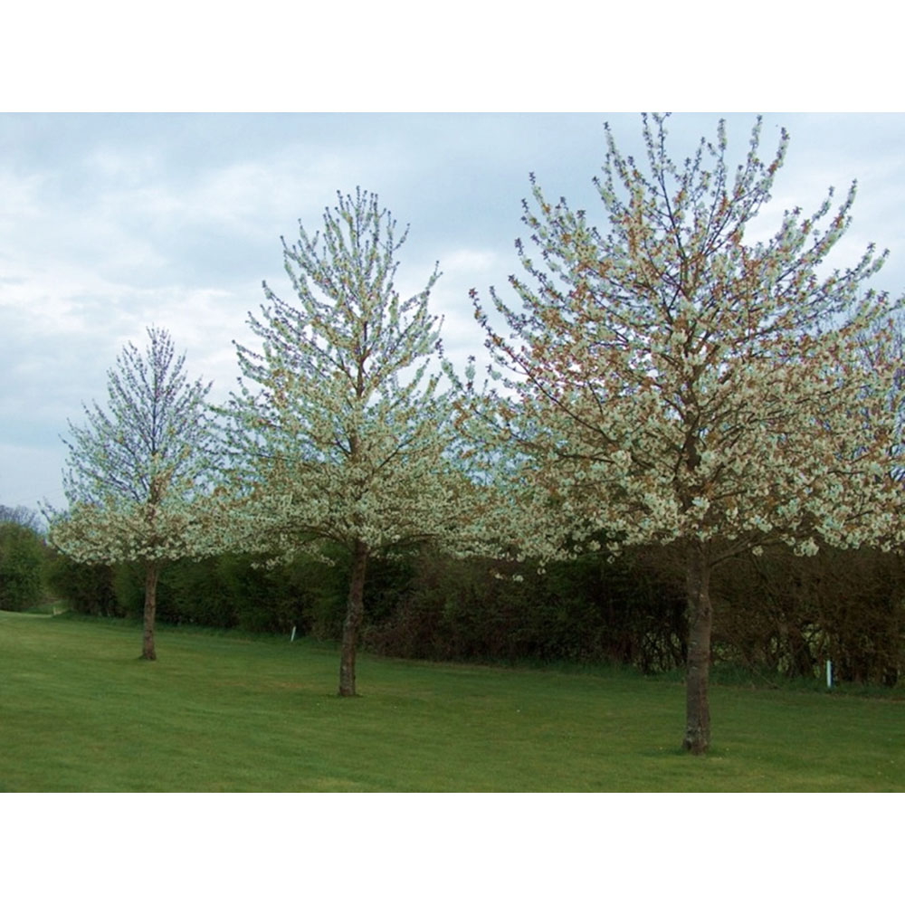 Inspirational Gifting Wild Cherry Bare Root Hedge Plant Saplings 3-4ft 20 Pack Image 2