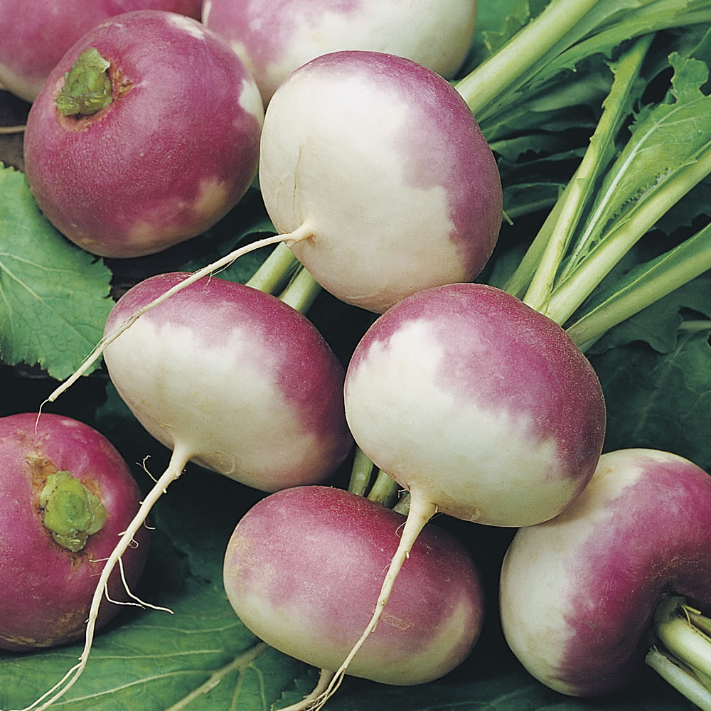 Johnsons Turnip Purple Top Milan Seeds Image 1