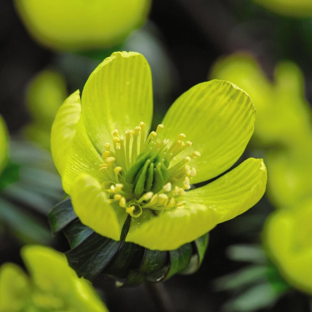 Thompson and Morgan Aconite Winter Planting Bulb 20 Pack Image 2