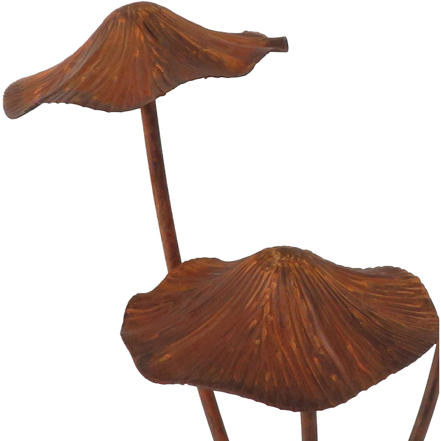 Rust Mushroom Image 2
