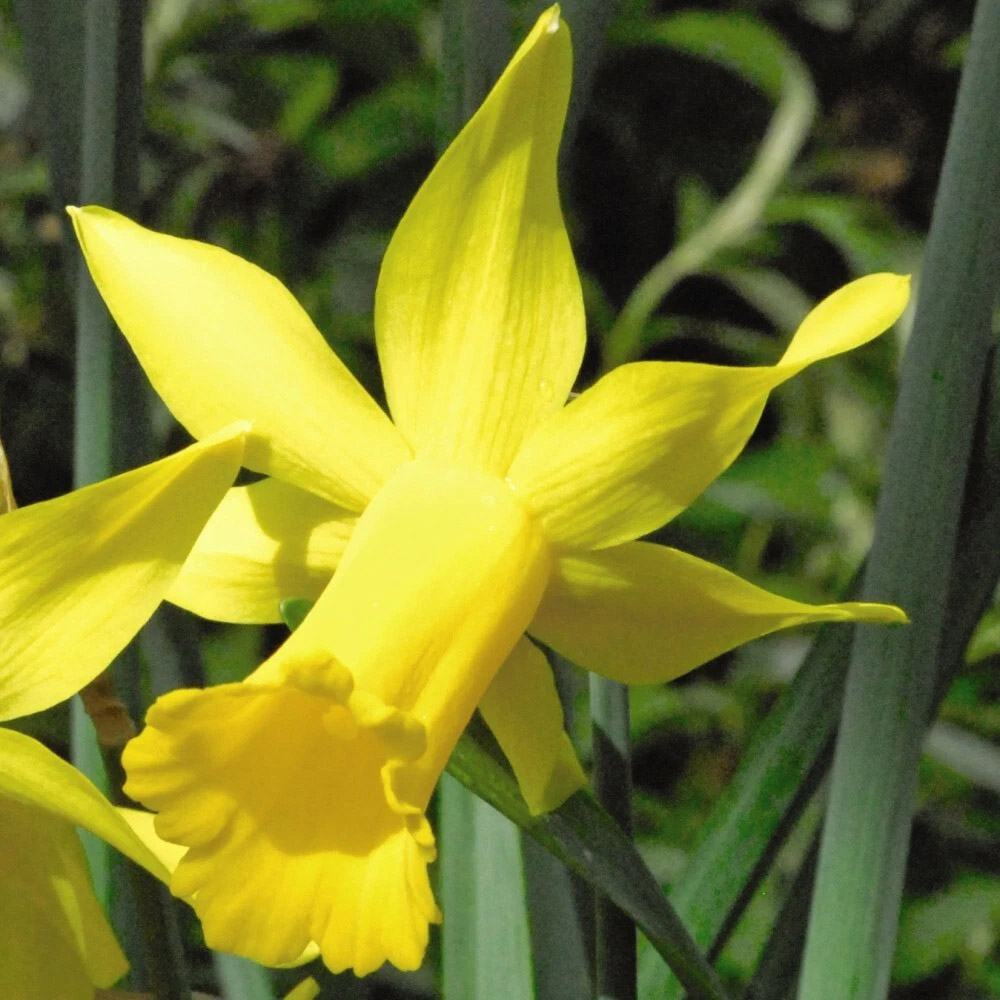Thompson and Morgan Daffodil Peeping Tom Spring Planting Bulb 8 Pack Image 3