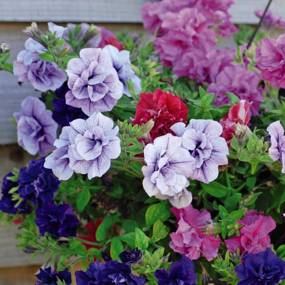 Thompson & Morgan Petunia Frills and Spills Collection in Hanging Basket 35cm Image 6