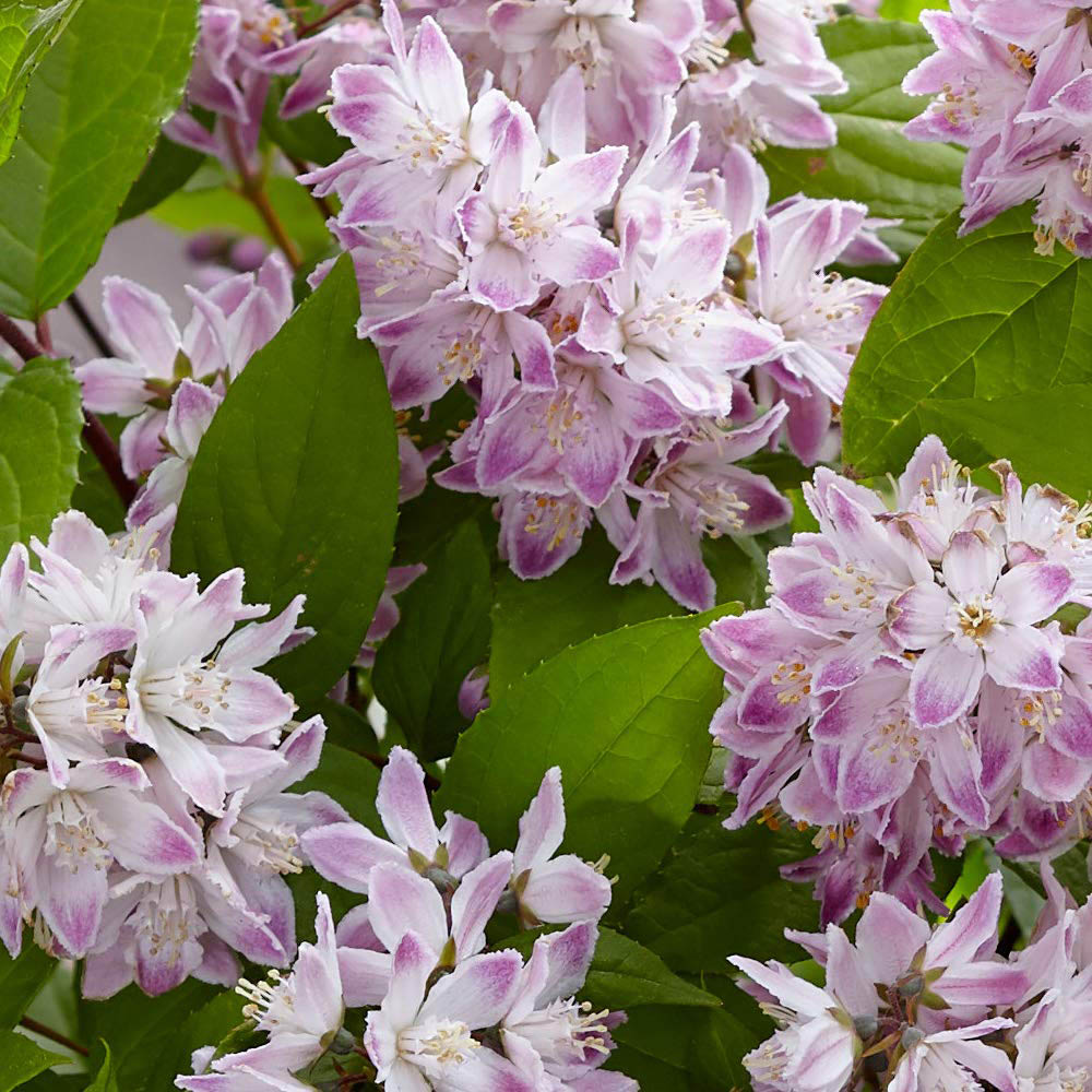 Thompson and Morgan Deutzia Raspberry Sundae Plant Pot 9cm 2 Pack Image 1