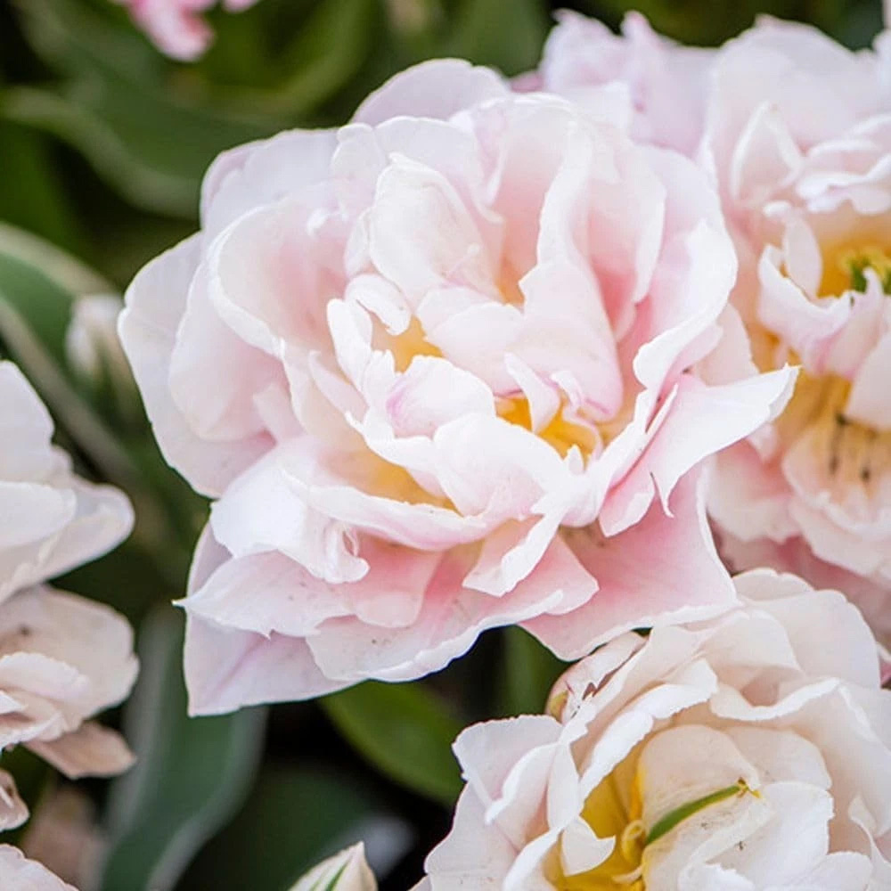 Thompson and Morgan Tulip Dreamer Blush Pink Planting Bulb 8 Pack Image 6