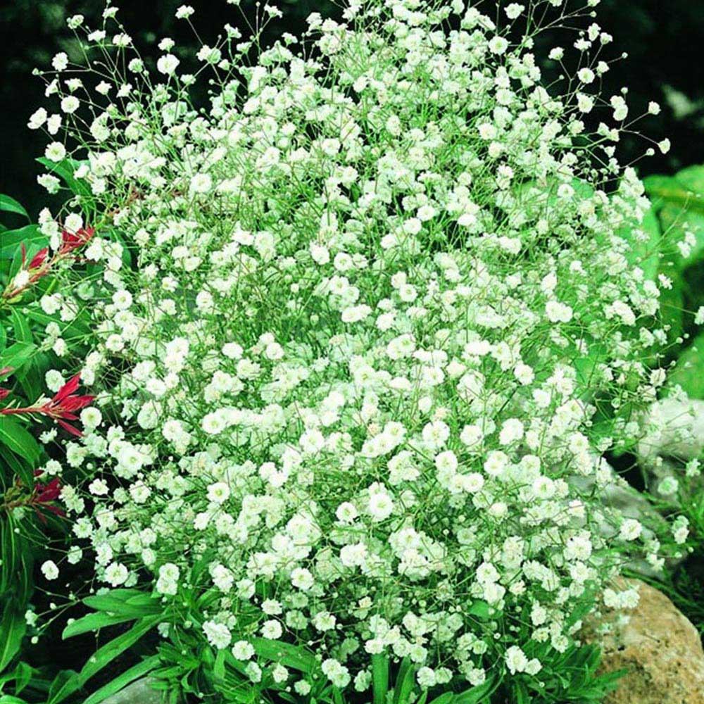 Wilko Gypsophyilla White Spring Planting Bulbs 3 Pack Image