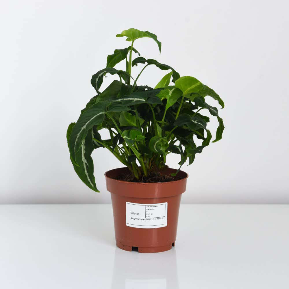 Thompson and Morgan Syngonium Wendlandii Plant in Pot 12cm Image 3