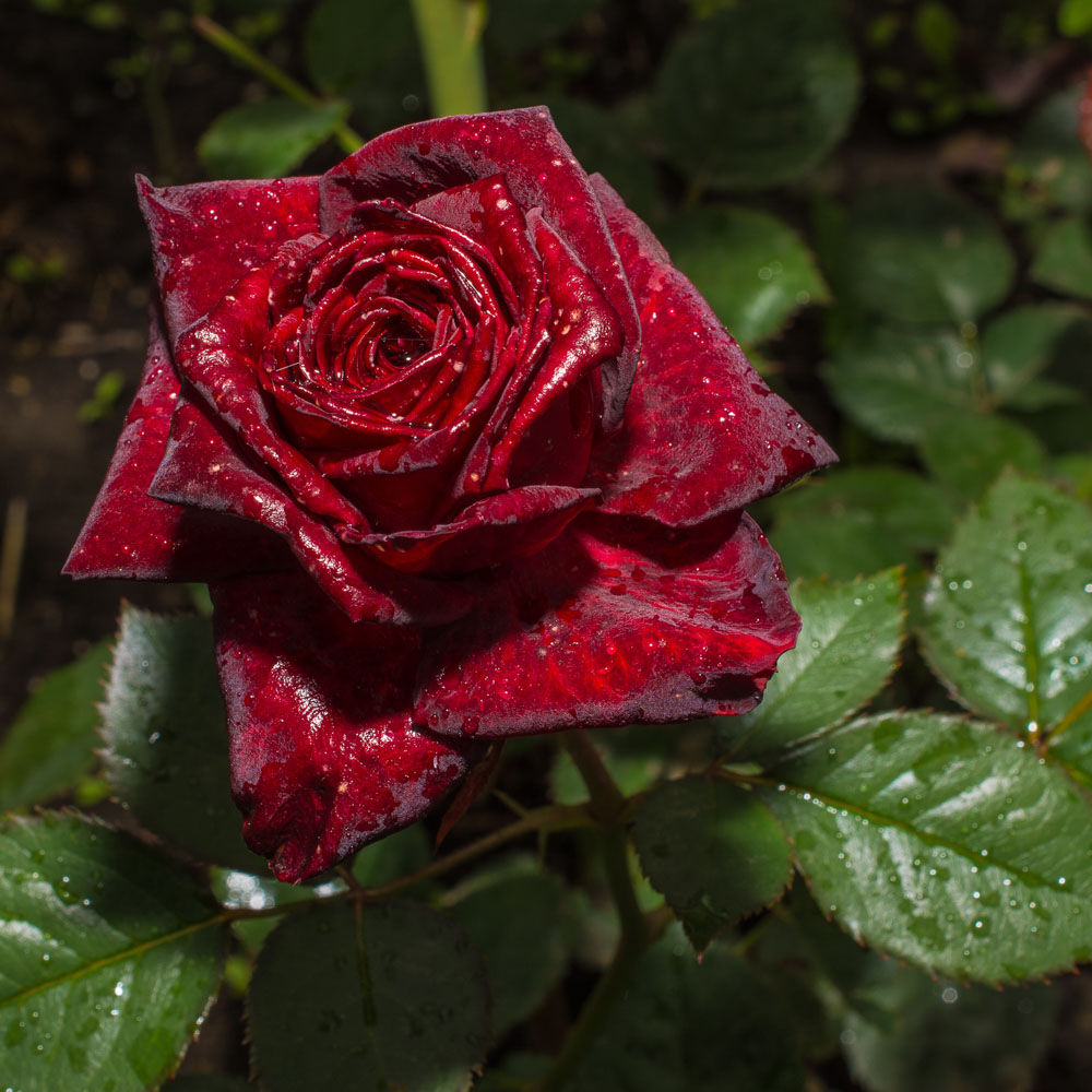 YouGarden Black Baccara Rose Bare Root Image 2