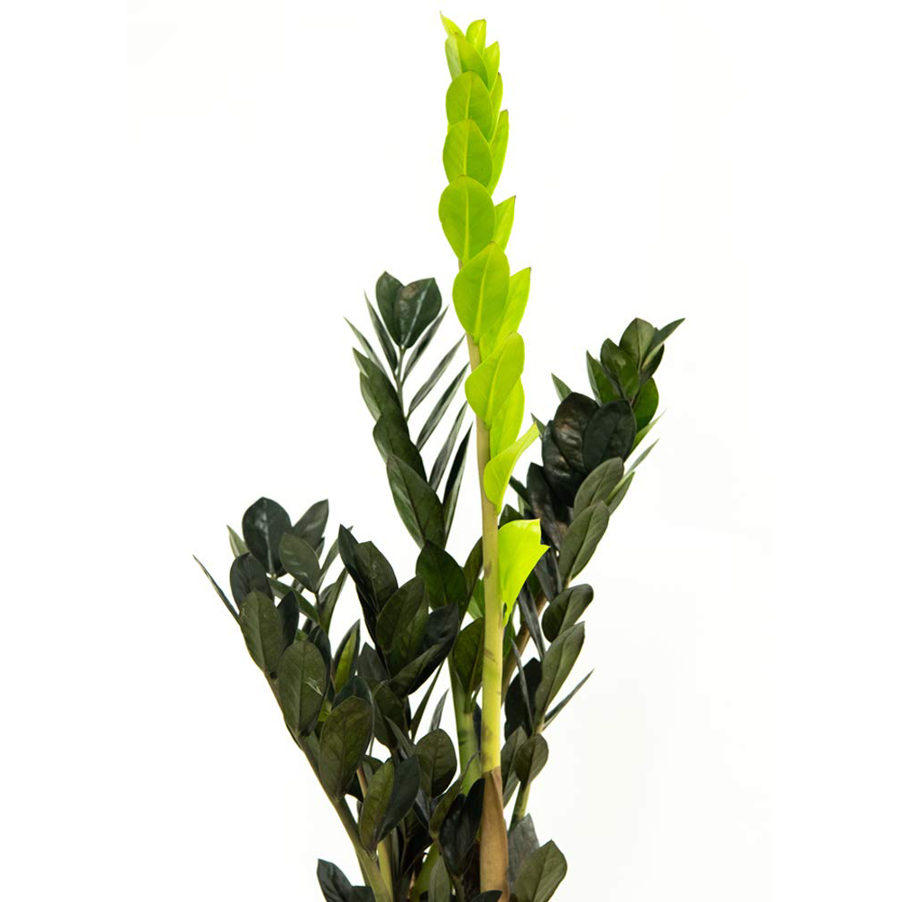 Thompson and Morgan Zamioculcas Raven Black Plant in Pot 14cm 2 Pack Image 2