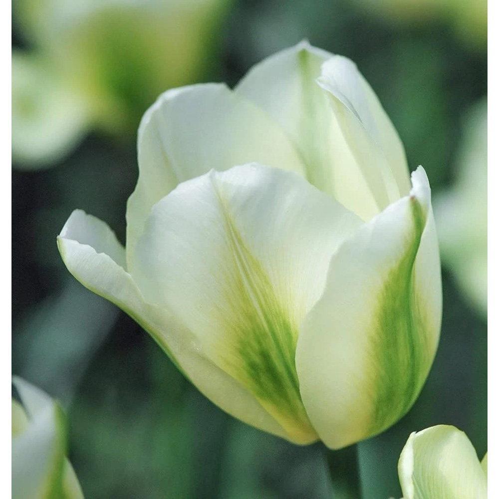 Thompson and Morgan Tulip Spring Green Planting Bulb 32 Pack Image 4