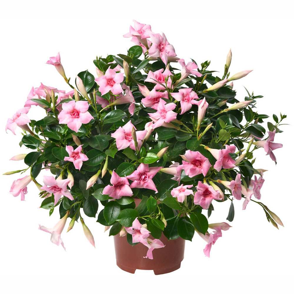 Thompson and Morgan Mandevilla Sundaville Double Blush Pink Plant Pot 12cm Image 2