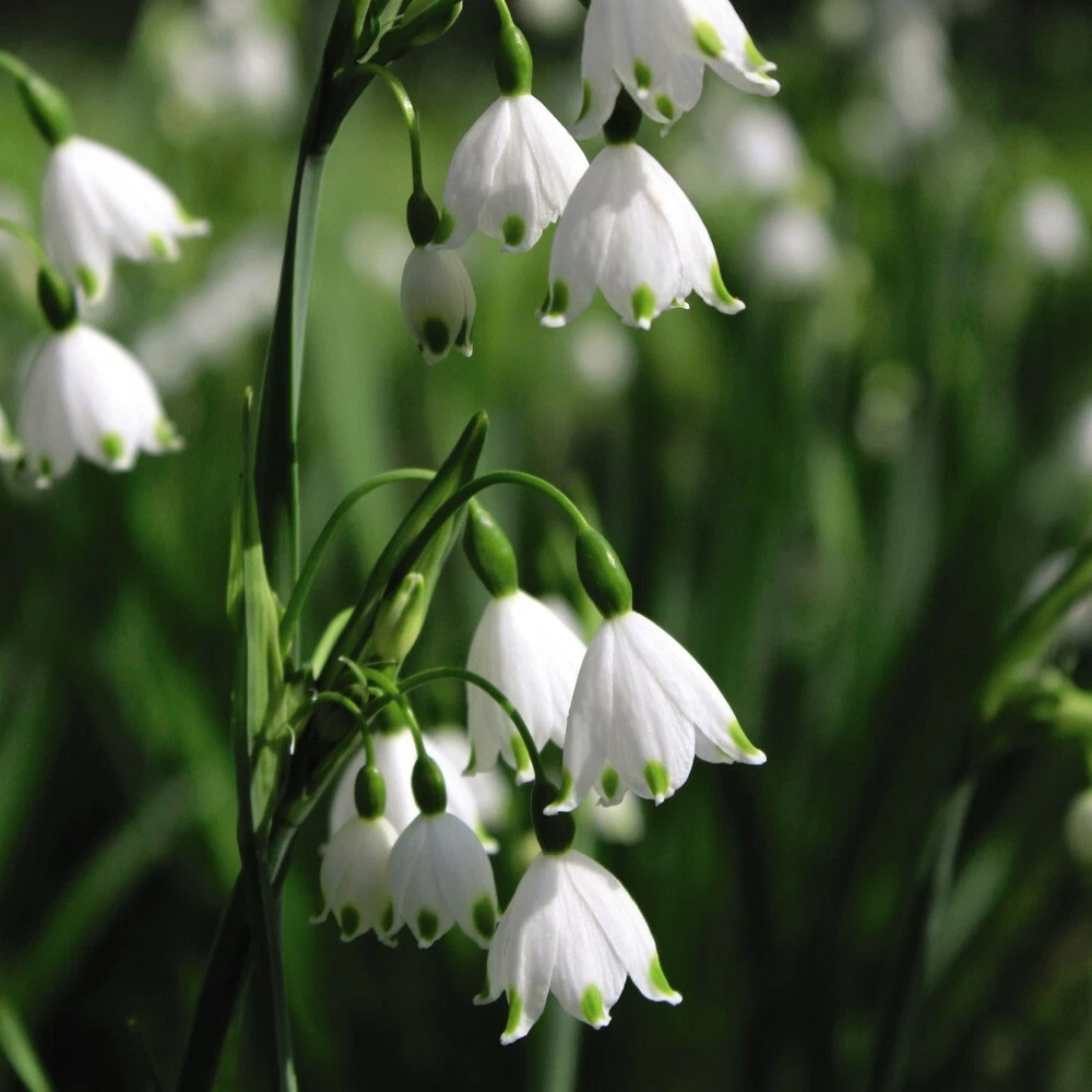 Thompson and Morgan Leucojum Aestivum Summer Snowflake Autumn Planting Bulb 3 Pack Image 4