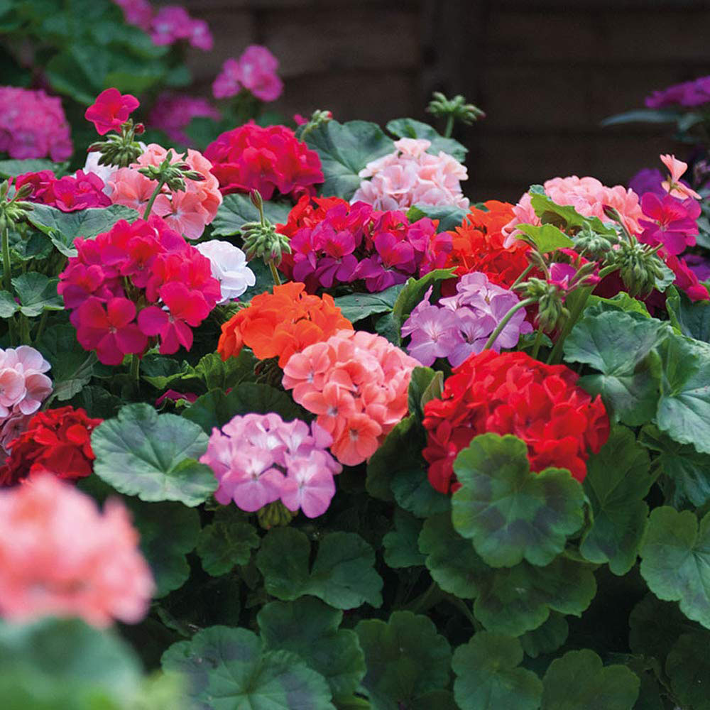 Thompson and Morgan Geranium Jackpot Mixed Garden Ready Plant 15 Pack Image 1