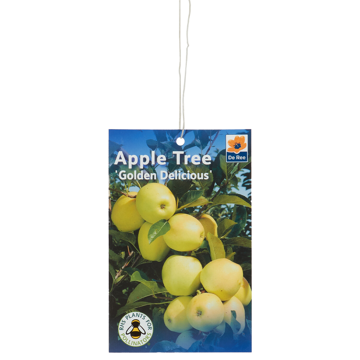 Apple Root Ball - Golden Delicious Image 2