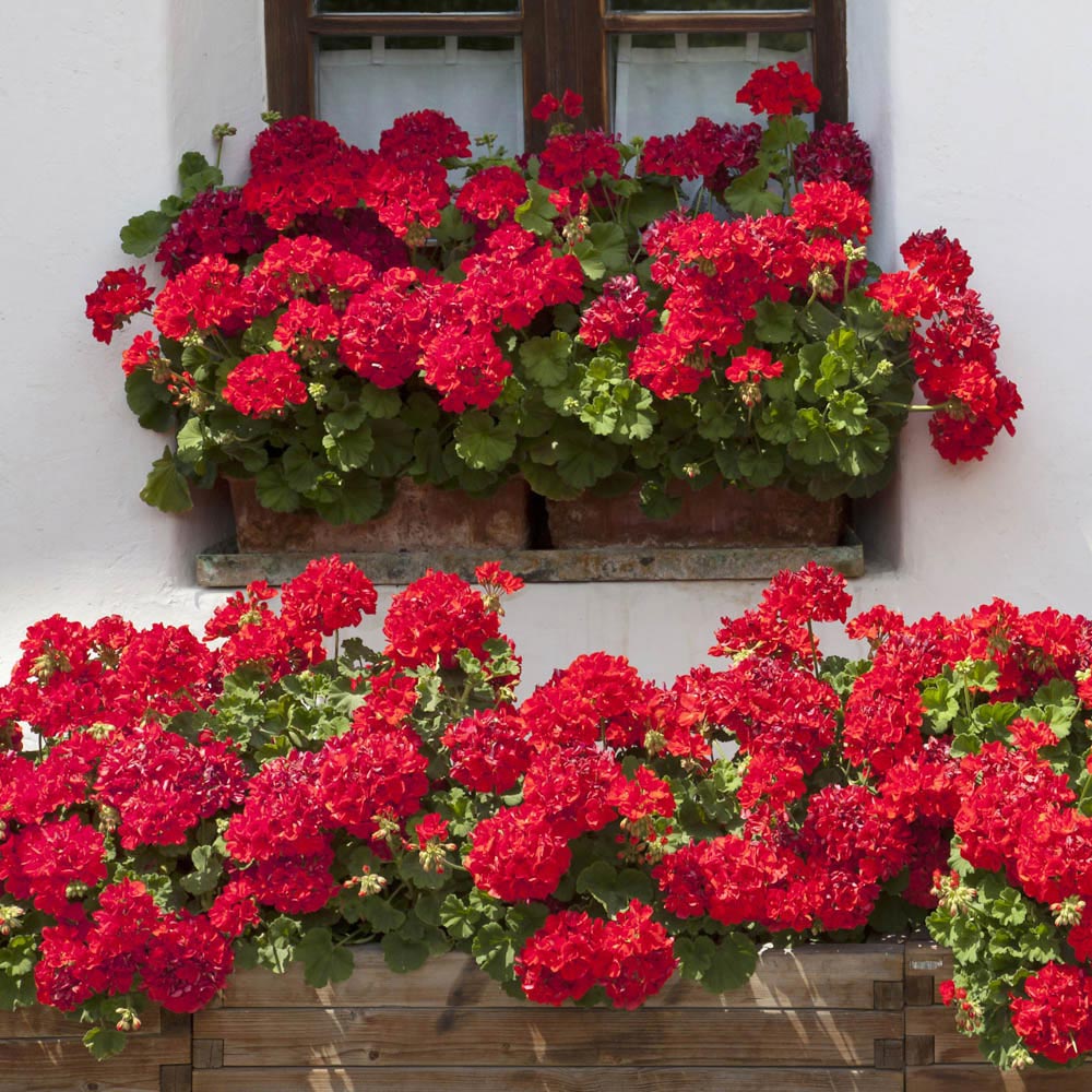 YouGarden Geranium Fire Queen Garden Ready Plant 20 Pack Image 2