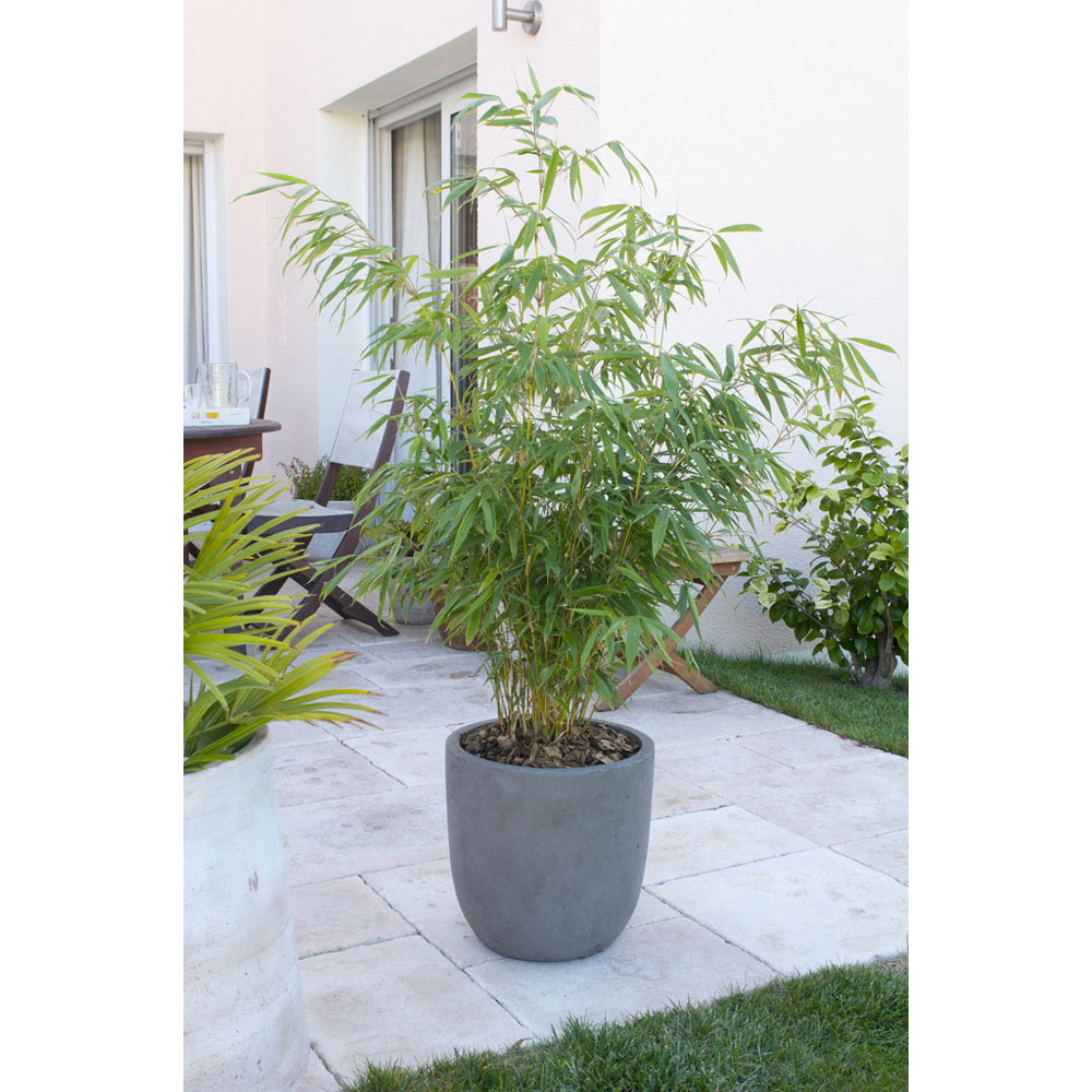 YouGarden Fargesia Rufa Plant Pot 2 Pack Image 3