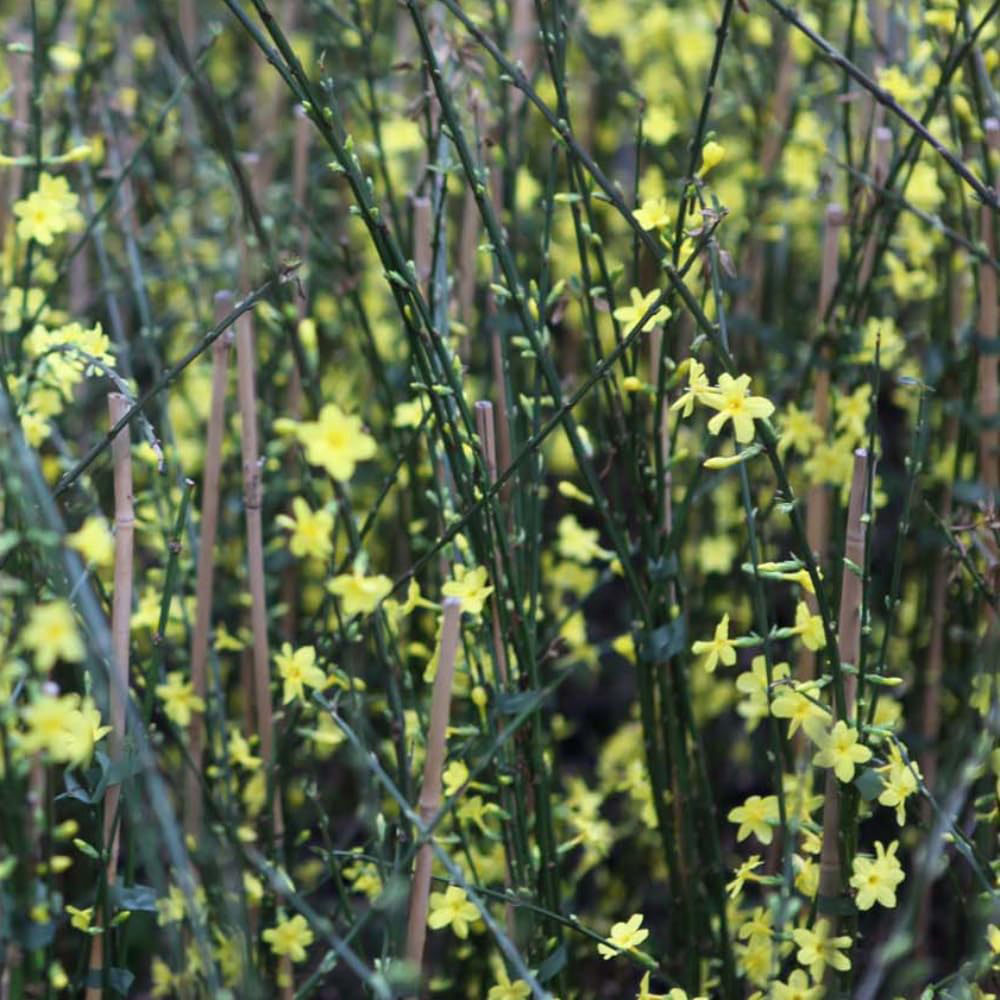 Thompson and Morgan Jasmine Nudiflorum Plant Pot 9cm Image 3