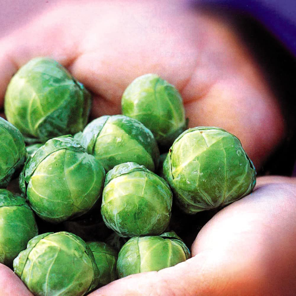 Thompson & Morgan Brussels Sprout Continuity Collection Postiplugs 18 Pack Image 3